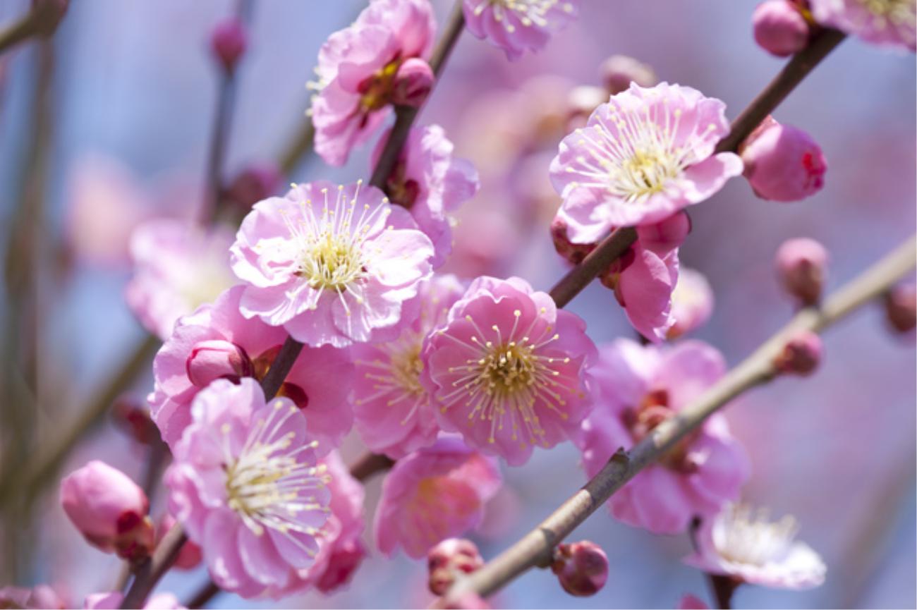 ３月の花とは
