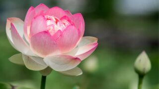 日本の伝統行事と花の関係|季節ごとの風習と象徴する花とは