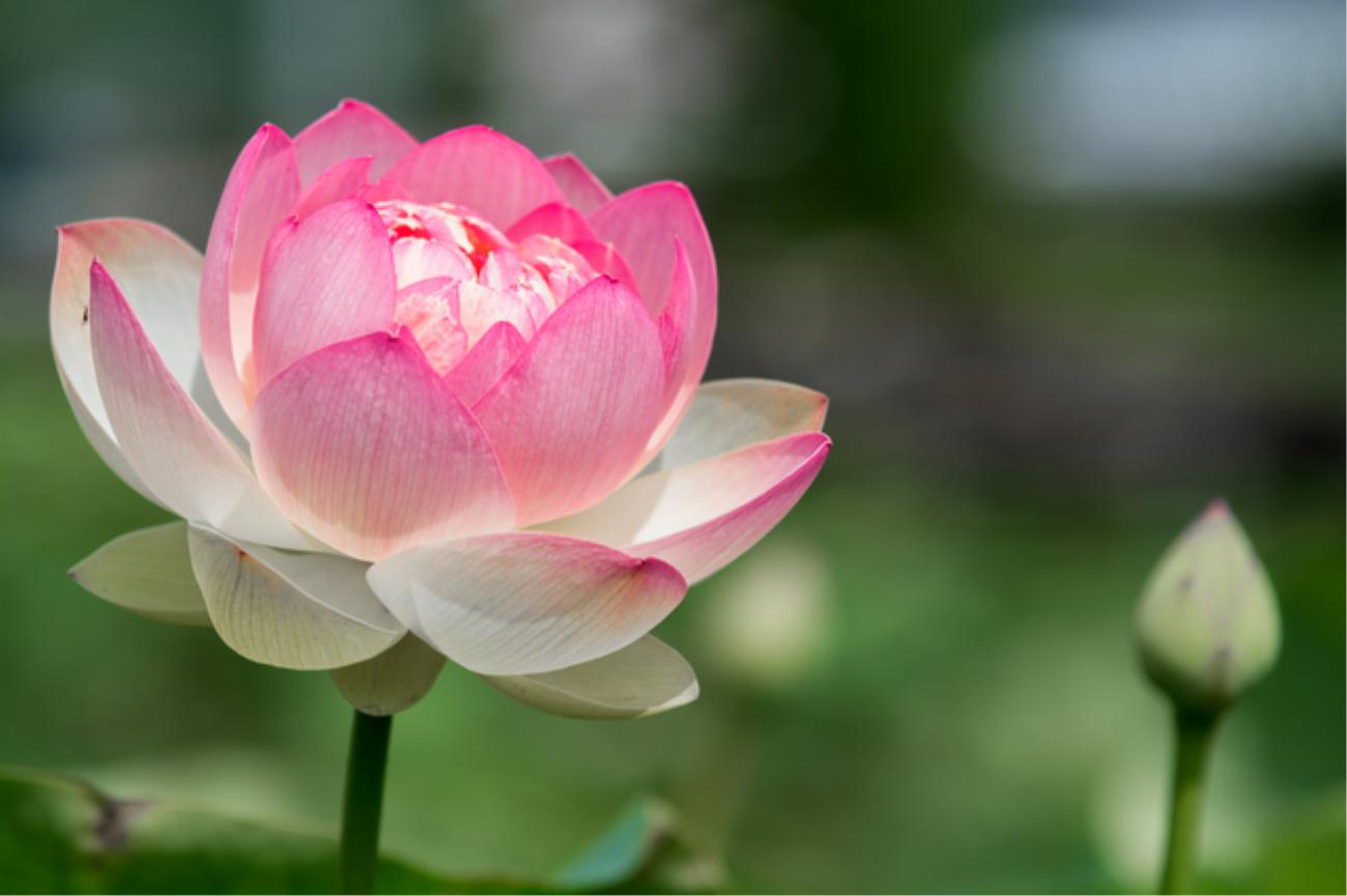 日本の伝統と花