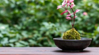 観葉植物との相性がいい花とは?育てやすく管理しやすい植物の選び方