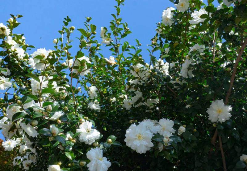 白い山茶花