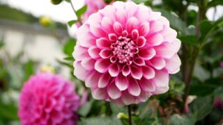 ダリア 分球しないとどうなる？健康な球根を維持する方法