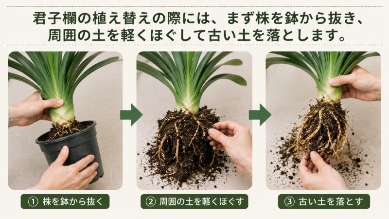鉢から抜いた君子蘭の根