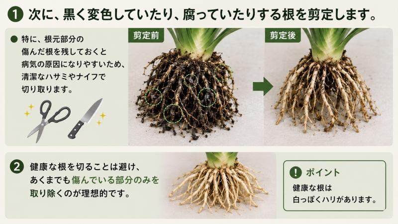君子蘭の傷んだ根を整理する様子