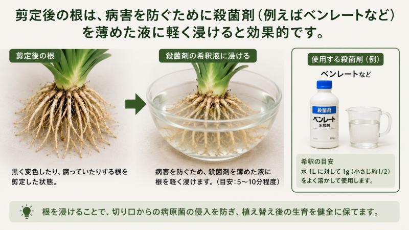 君子蘭の根を処理した後の状態