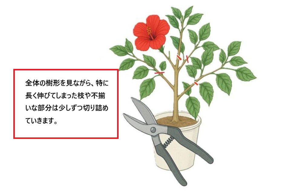 ハイビスカスの剪定手順