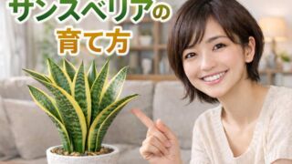 サンスベリア枯らさない為の水やり頻度と土選びの基本