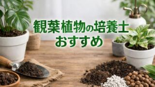観葉植物の培養土おすすめ|室内で虫が湧きにくい・根腐れしにくい土選び方