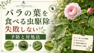 バラの葉に穴が空く原因は？害虫の見分け方と駆除法