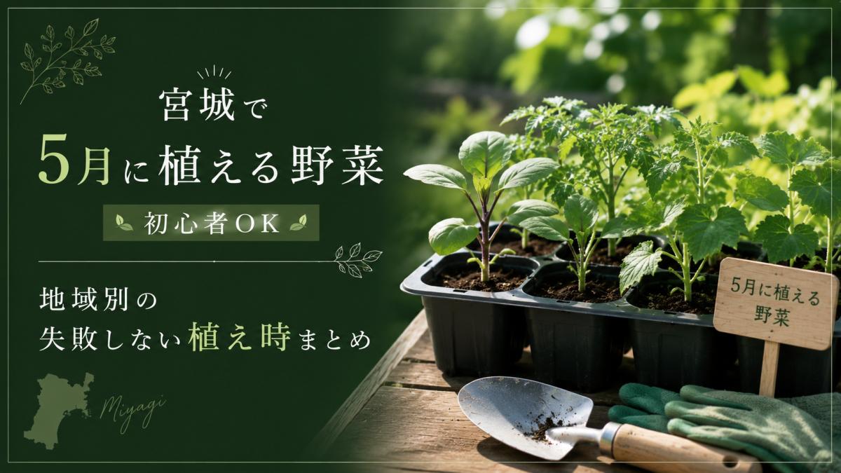 宮城で5月に植える野菜【初心者OK】地域別の失敗しない植え時まとめ