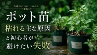 ポット苗 枯れる主な原因と初心者が避けたい失敗