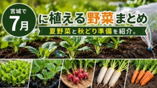 宮城で7月に植える野菜を厳選紹介｜秋どり野菜の始め方とコツ