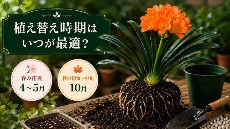 君子蘭の植え替え時期