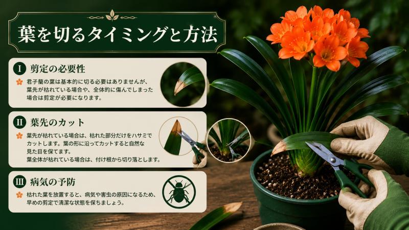 君子蘭の葉を手入れする方法