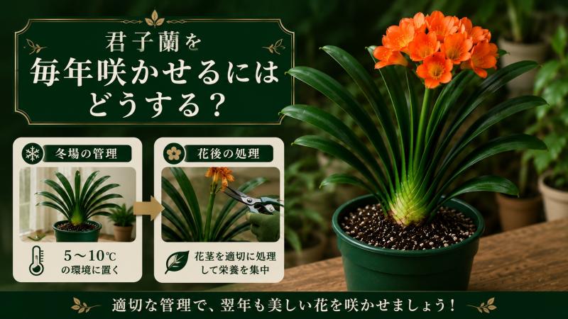 君子蘭を毎年咲かせる管理