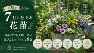宮城で7月に植える花苗|初心者でも失敗しない選び方とおすすめ10選