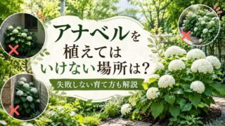 アナベルを植えてはいけない場所は？失敗しない育て方も解説