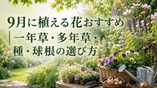 9月に植える花おすすめ｜一年草・多年草・種・球根の選び方