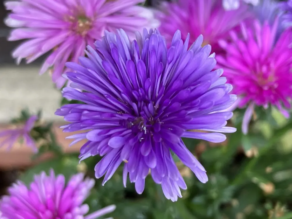 9月に咲く紫色のアスターの花