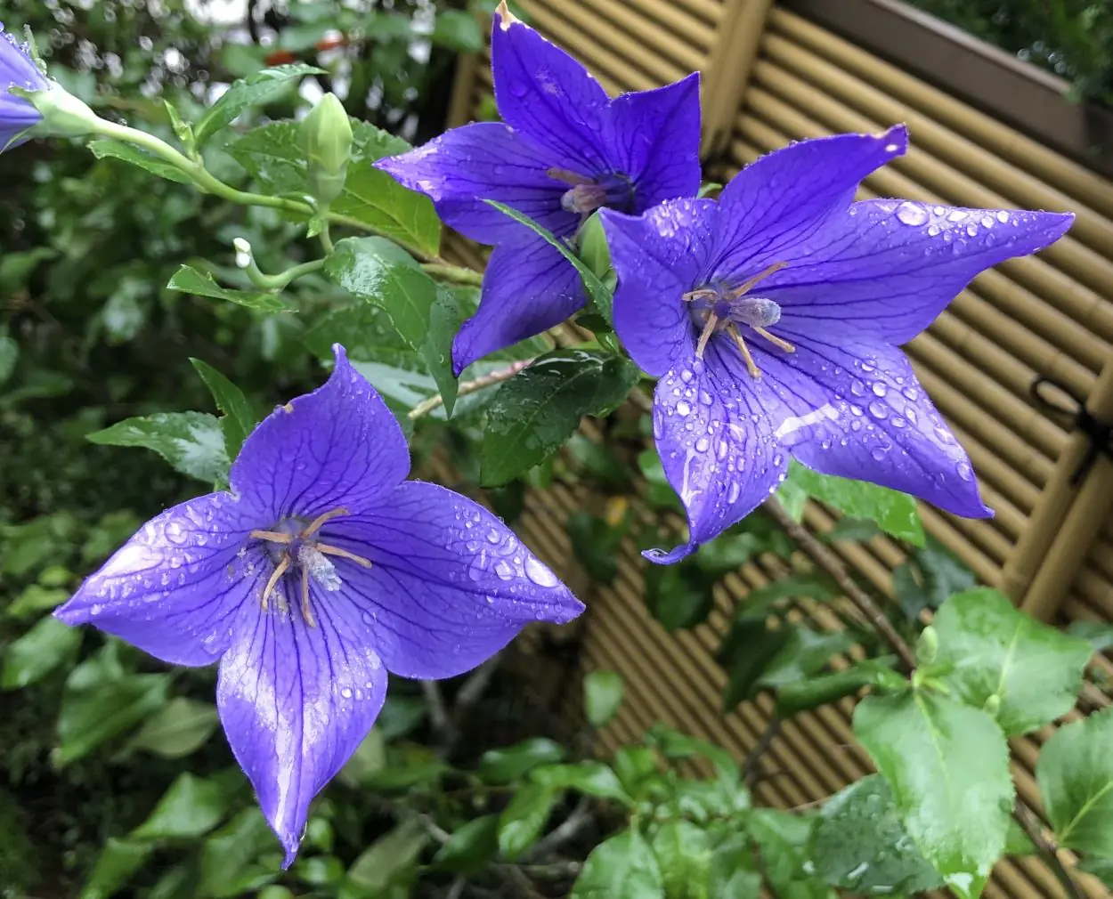 7月に咲く青紫色のキキョウ