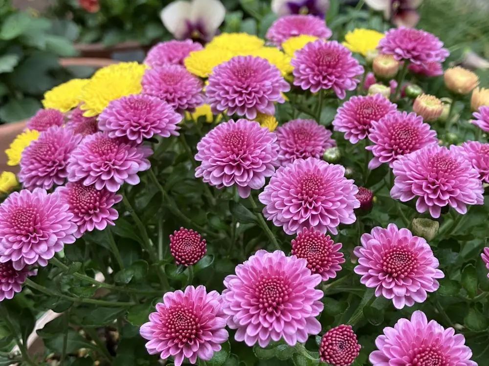 10月に咲くピンクと黄色の小菊