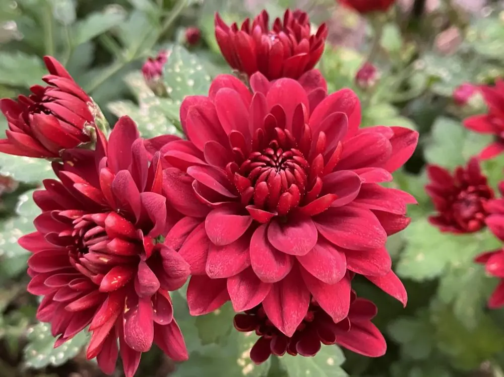 11月にまとまって咲く赤い菊