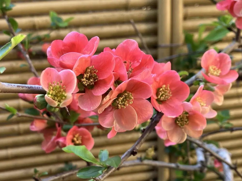 4月に枝いっぱいに咲く赤いボケの花