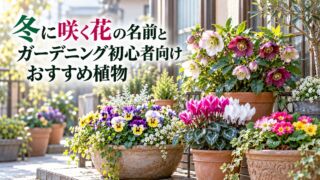 冬に咲く花の名前とガーデニング初心者向けおすすめ植物