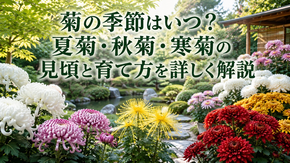 菊の季節はいつ？夏菊・秋菊・寒菊の見頃と育て方を詳しく解説