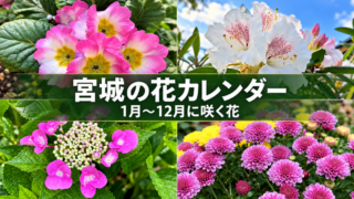 宮城の花カレンダー|1月~12月に咲く季節の花36選