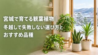 宮城で育てる観葉植物|冬越しで失敗しない選び方とおすすめ品種