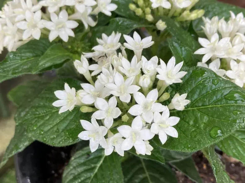 8月に咲く白いペンタスの花