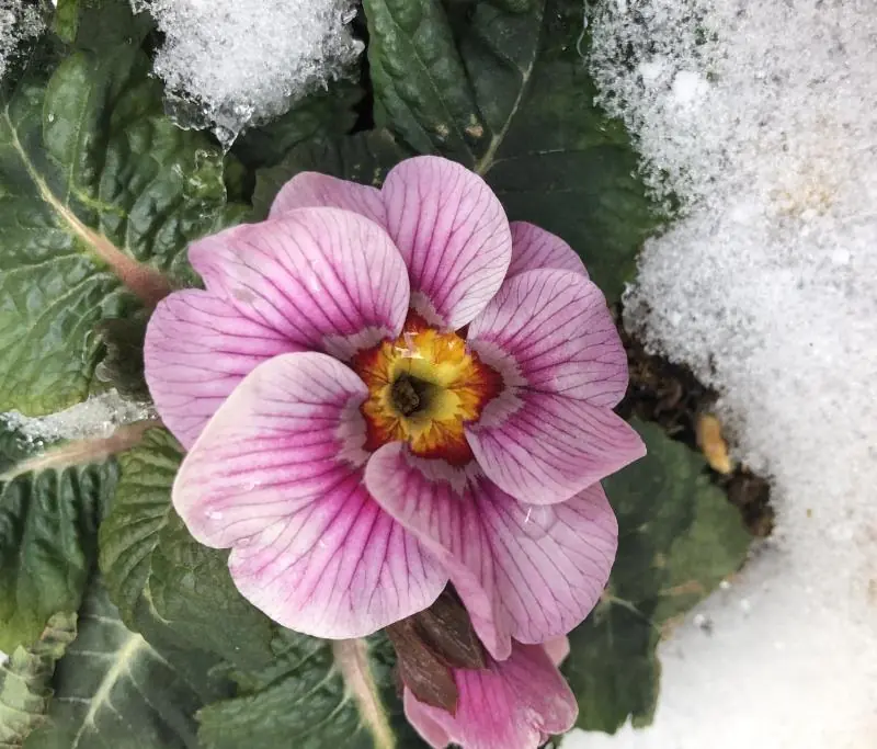 宮城で2月の雪の中に咲くプリムラ