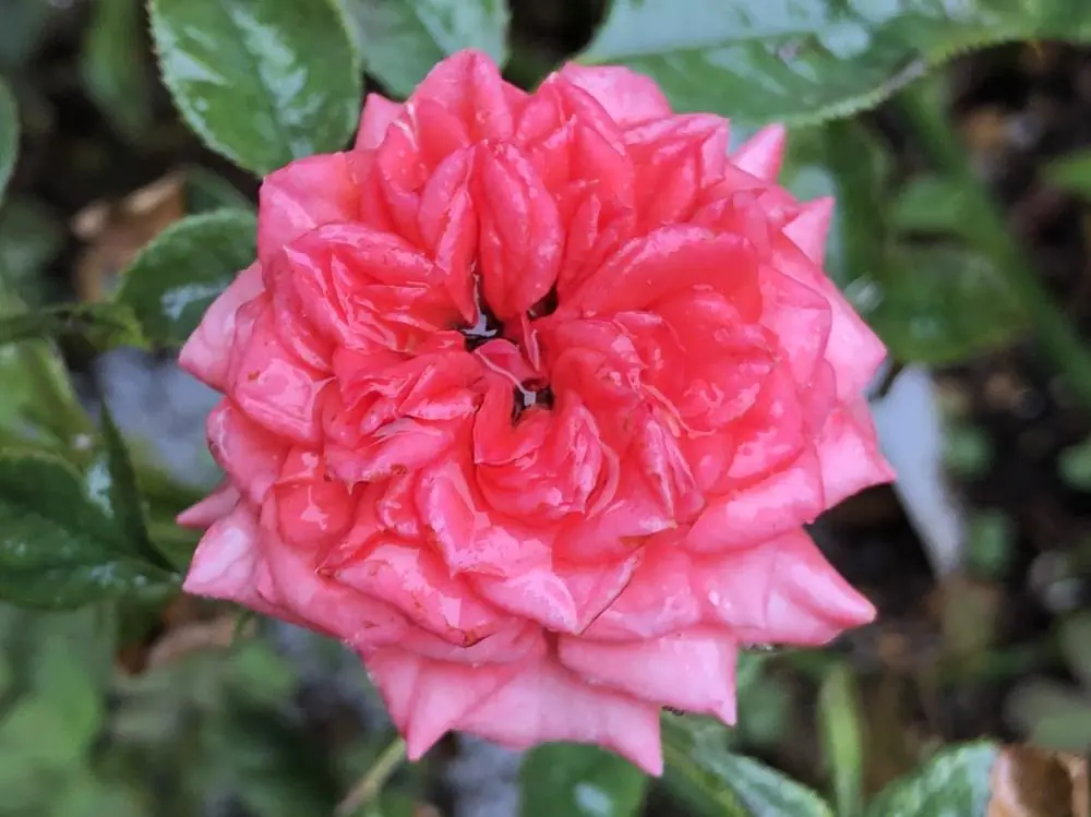6月に咲く赤いバラの花