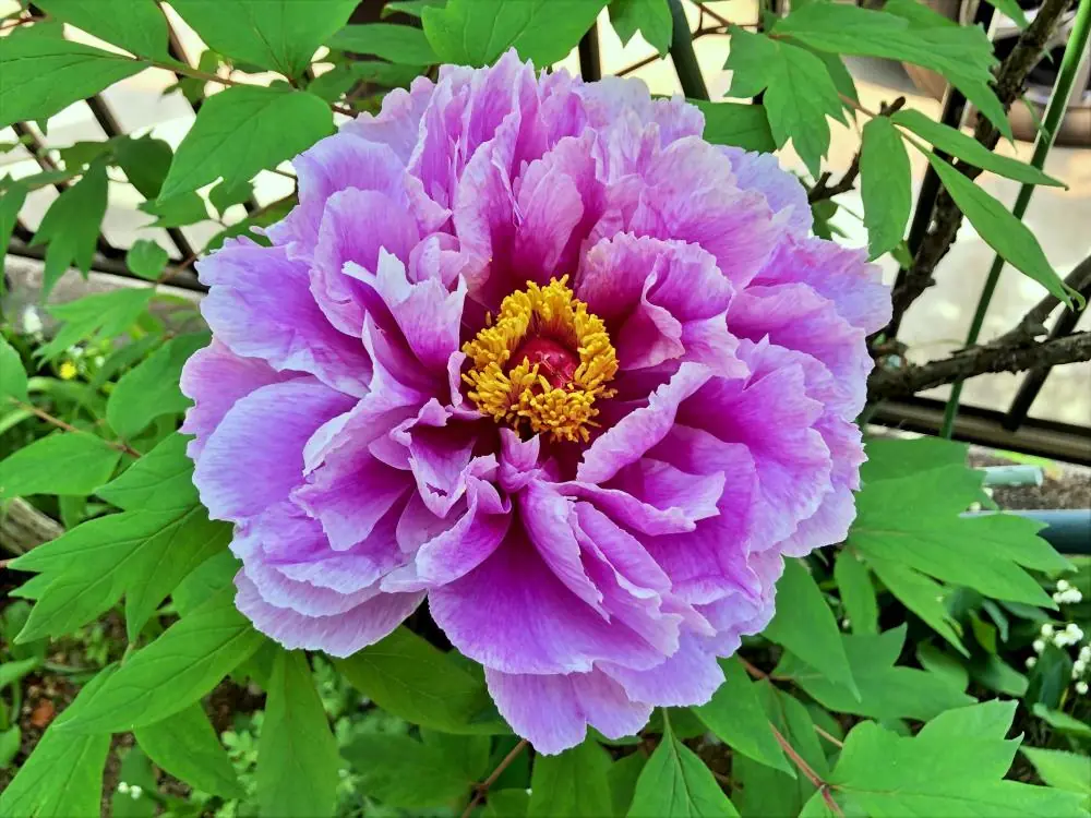 5月に大輪の紫色の花を咲かせるボタン