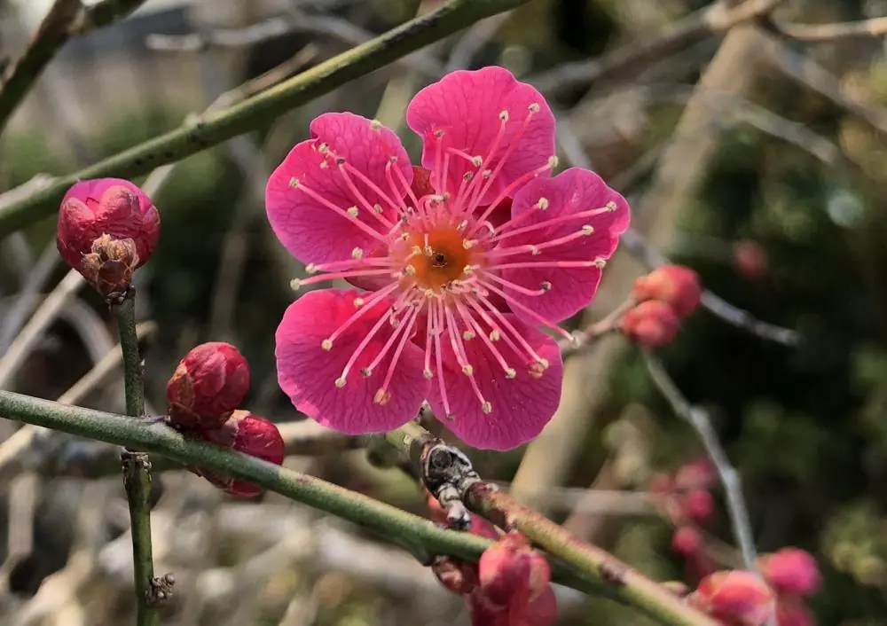 3月に咲く赤いウメの花とつぼみ