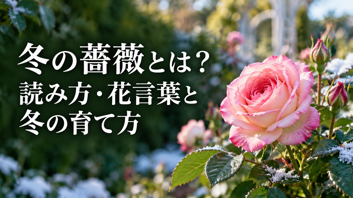 冬の薔薇とは？読み方・花言葉と冬の育て方