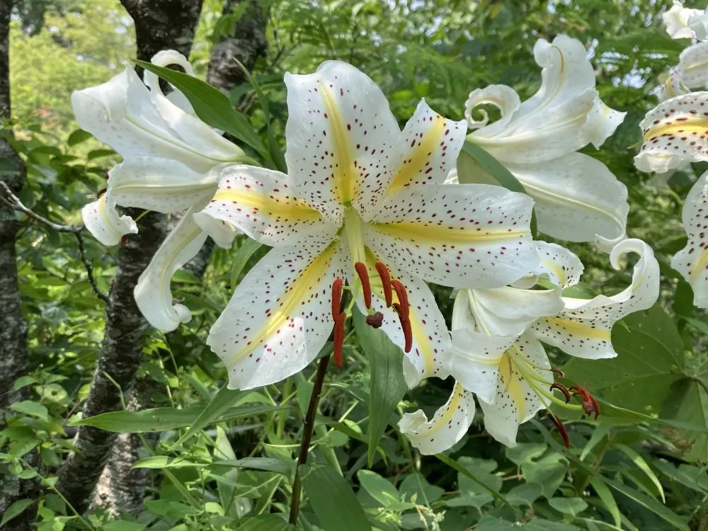 7月に咲く白いヤマユリの花